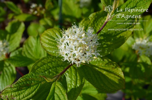 Cornus alba 'Sibirica'