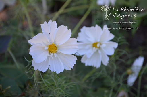 Cosmos bipinnatus 'Albus'