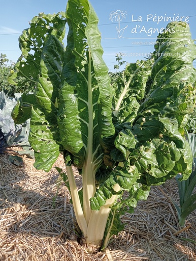 Côtes de bette blanche