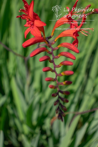 Crocosmia hybride 'Lucifer'