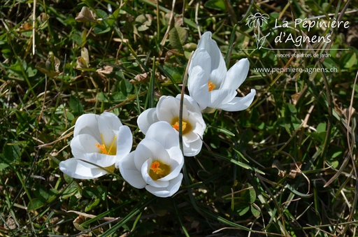 Crocus botanique 'Ard Schenk'