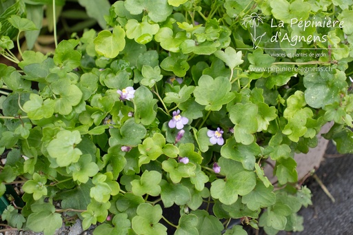 Cymbalaria muralis