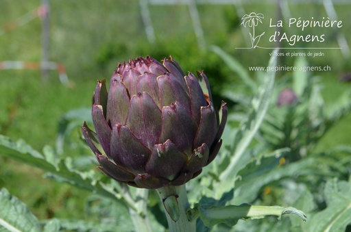 Cynara scolymus