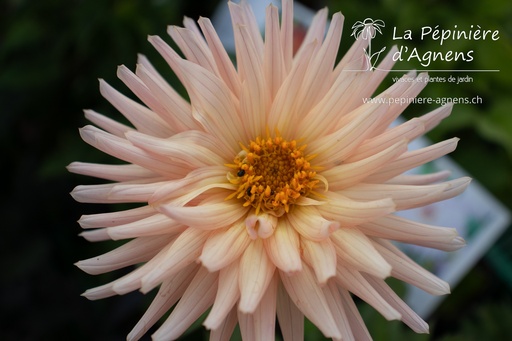 Dahlia cactus 'Préférence'