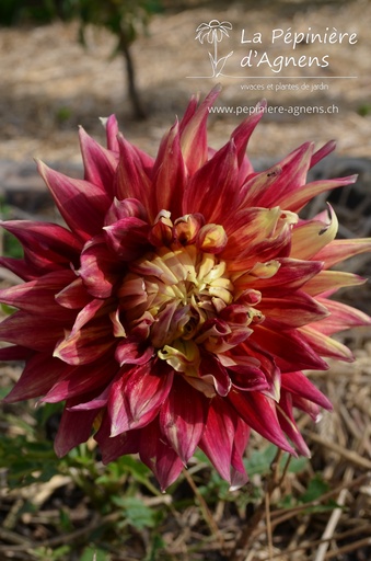 Dahlia dinner plate 'Bohemian Spartacus'