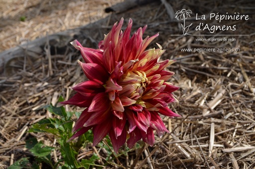 Dahlia dinner plate 'Bohemian Spartacus'