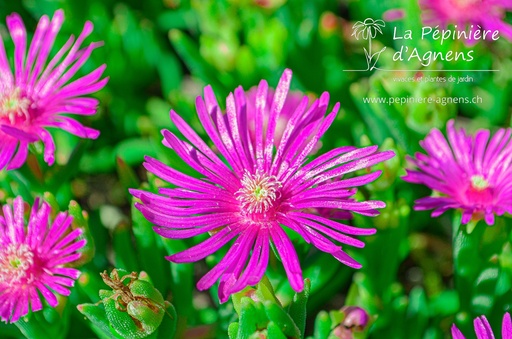 Delosperma cooperi