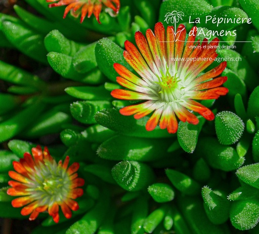 Delosperma hybride 'Luckhoffii'