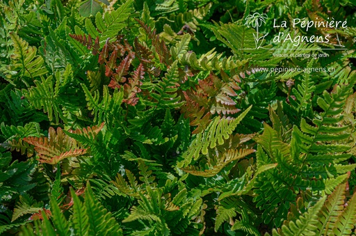 Dryopteris erythrosora