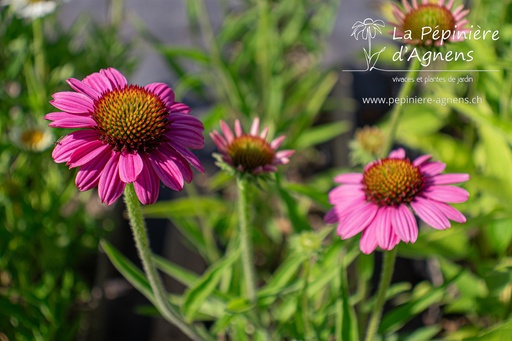 Echinacea hybride 'Rozenrad'