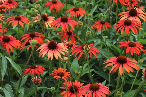 Echinacea hybride 'Tomato Soup'