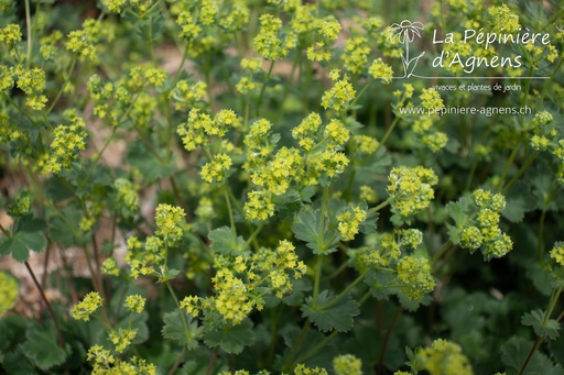 Alchemilla erythropoda