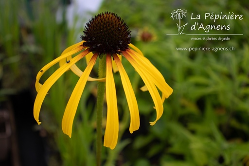 Echinacea paradoxa var. paradoxa