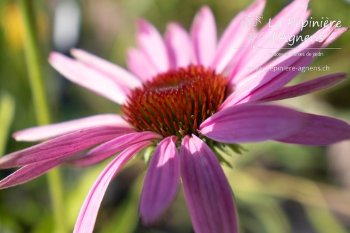 Echinacea purpurea 'Baby Swan Pink'