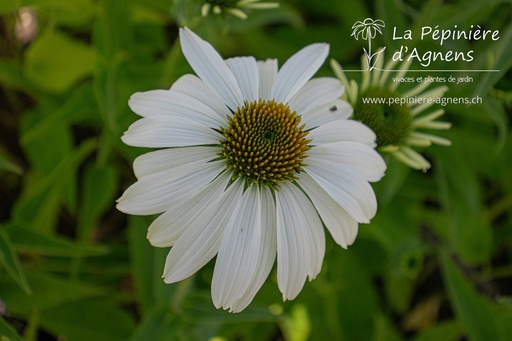 Echinacea purpurea 'Baby Swan White'