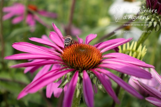 Echinacea purpurea 'Rubinstern'