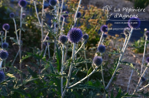 Echinops bannaticus 'Blue Glow'