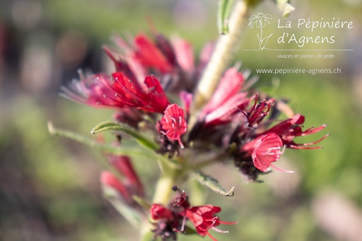 Echium russicum