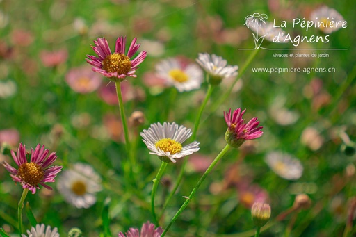 Erigeron karvinskianus