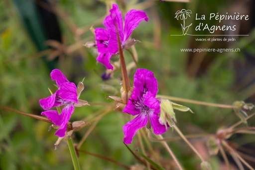 Erodium manescavii