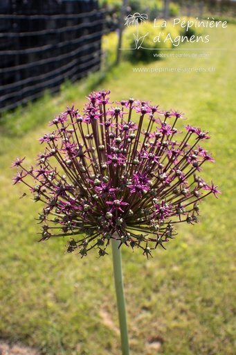 Allium 'Magic'