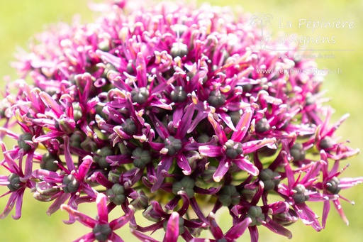 Allium 'Magic'