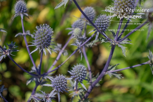 Eryngium planum 'Blaukappe'