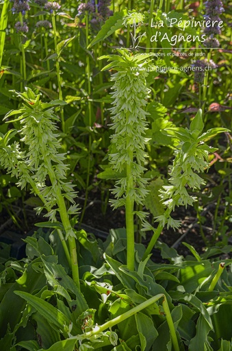 Eucomis autumnalis