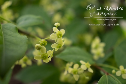 Euonymus alatus 'Compactus'