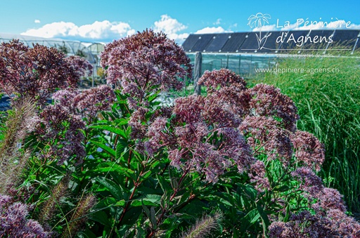 Eupatorium maculatum 'Riesenschirm'