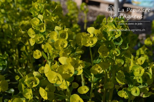 Euphorbia amygdaloides var. robbiae