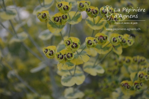 Euphorbia martinii (x) 'Ascot Rainbow'