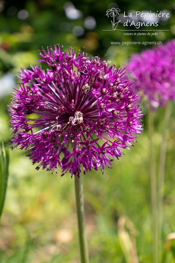 Allium aflatunense 'Purple Sensation'