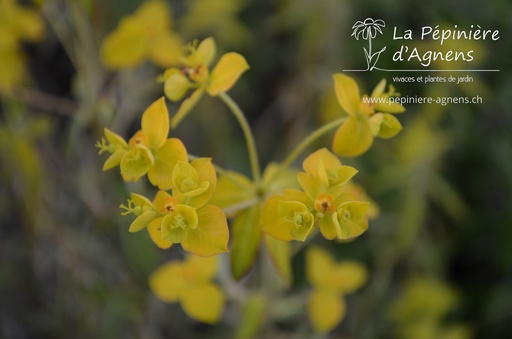 Euphorbia pekinensis