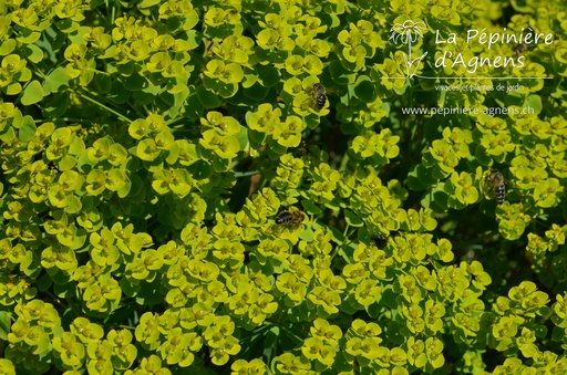 Euphorbia seguieriana ssp. niciciana