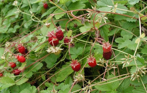 Fragaria vesca var. semperflorens 'Alexandria'