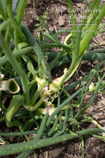 Allium cepa proliferum Oignon Rocambole
