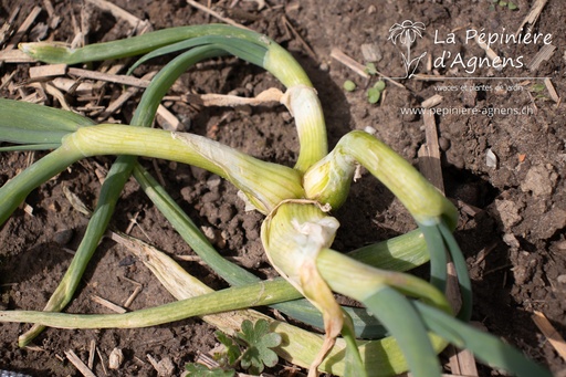 Allium cepa proliferum Oignon Rocambole