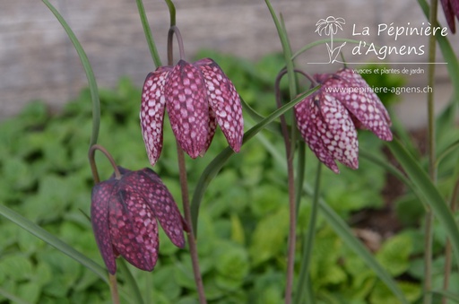 Fritillaria meleagris mélange