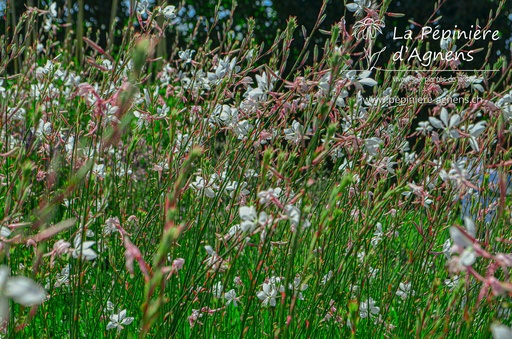 Gaura lindheimeri 'Whirling Butterflies'