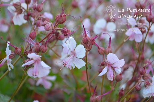 Geranium cantabrigiense (x) 'Biokovo'