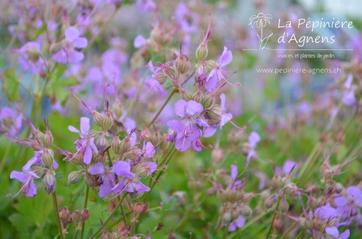 Geranium cantabrigiense (x) 'Cambridge'