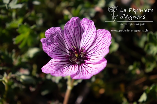 Geranium cinereum 'Ballerina'