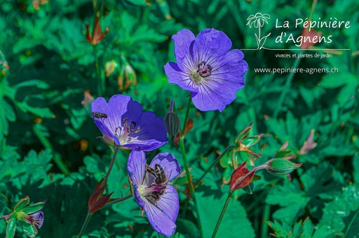 Geranium hybride 'Rozanne'®