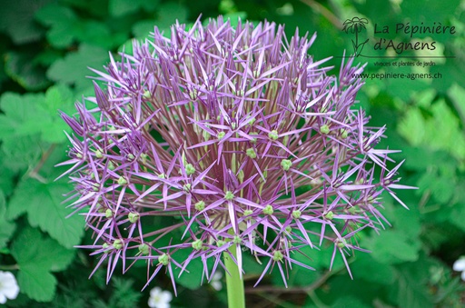 Allium christophii