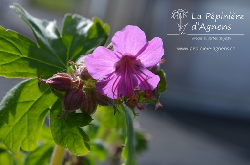 Geranium macrorrhizum