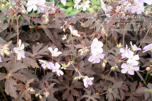 Geranium maculatum 'Espresso'