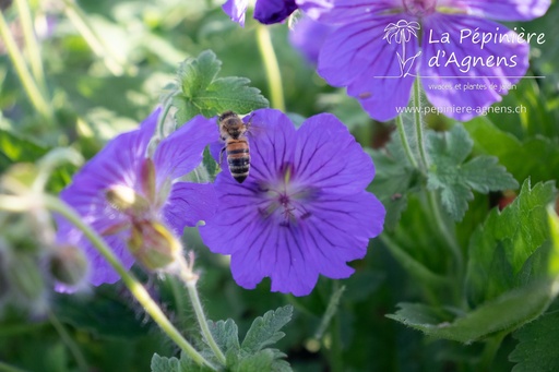 Geranium magnificum (x) 'Anemoniflorum'