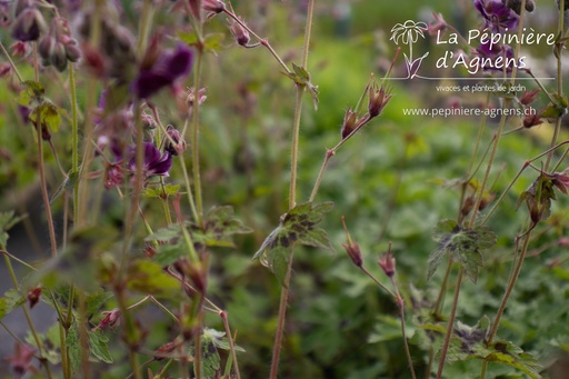 Geranium phaeum 'Samobor'