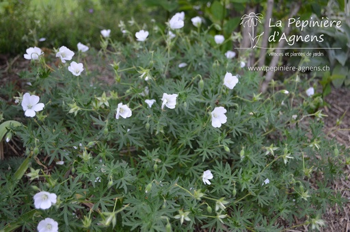 Geranium sanguineum 'Album'